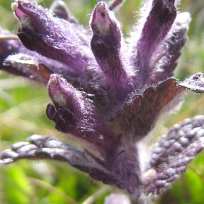 Bartsia alpina, Bild 