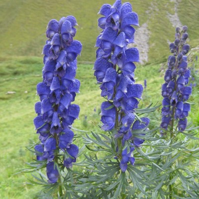 Aconitum napellus, Bild 