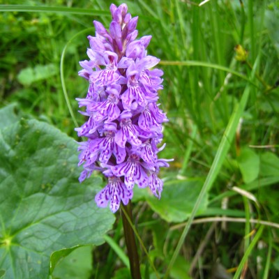 Dactylorhiza maculata, Bild 