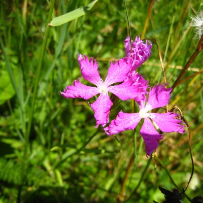 Dianthus carthusianorum, Bild 