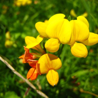 Lotus corniculatus, Bild 