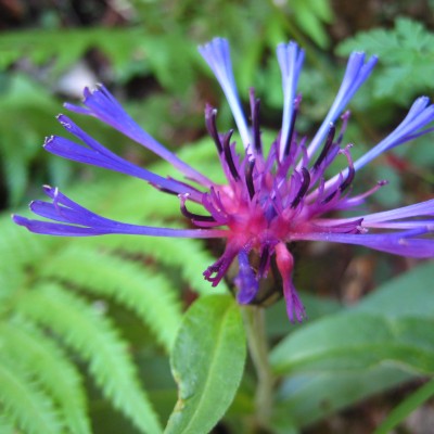 Centaurea montana, Bild 