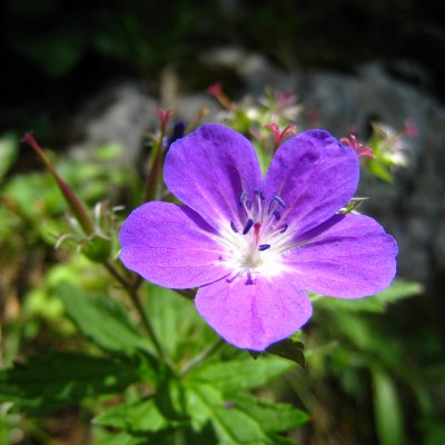 Geranium sylvaticum, Bild 