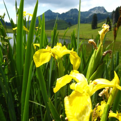 Iris pseudacorus, Bild 