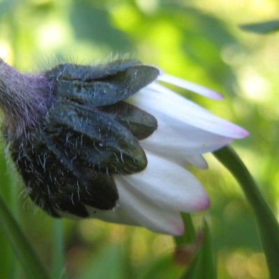 Bellis perennis, Bild 