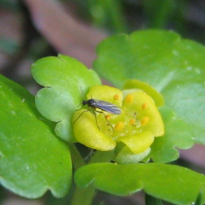 Chrysosplenium alternifolium, Bild 