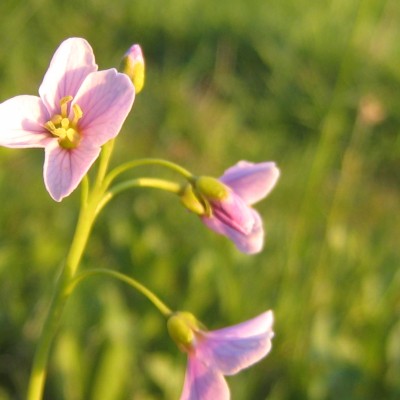 Cardamine pratensis, Bild 