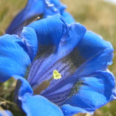 Gentiana kochiana, Bild 