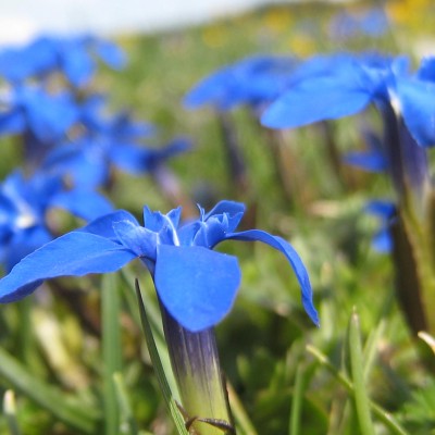 Gentiana verna, Bild 