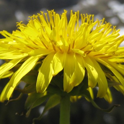 Taraxacum, Bild 