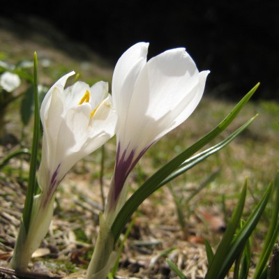 Crocus albiflorus, Bild 