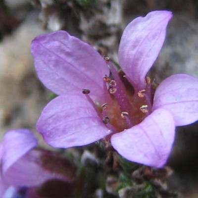 Saxifraga oppositifolia, Bild 