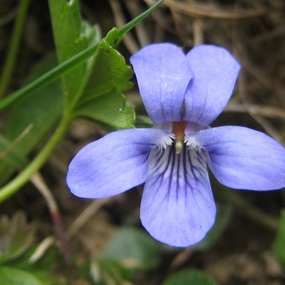 Viola riviniana, Bild 
