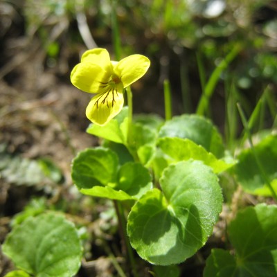 Viola biflora, Bild 