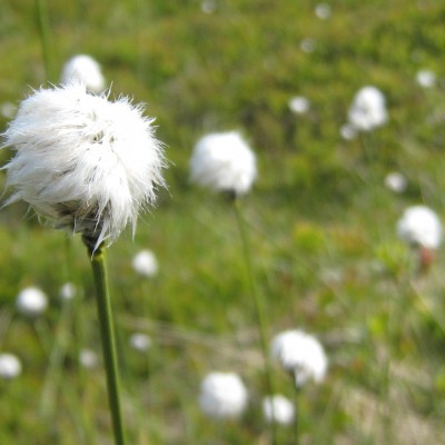 Eriophorum scheuchzeri, Bild 