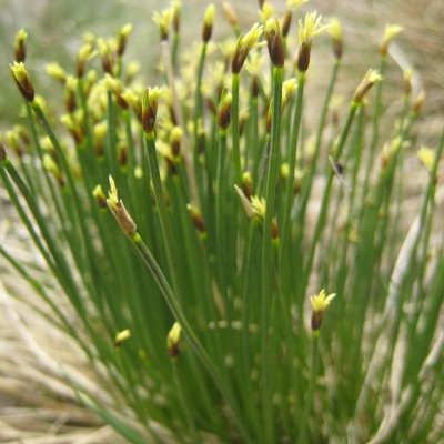 Juncus trifidus, Bild 