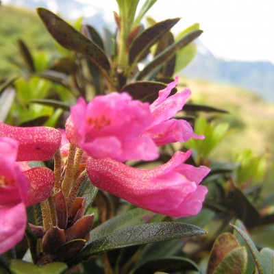 Rhododendron ferrugineum, Bild 