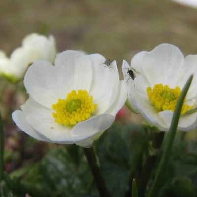 Ranunculus alpestris, Bild 