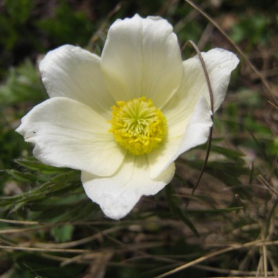 Pulsatilla alpina, Bild 