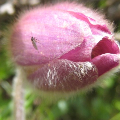 Pulsatilla vernalis, Bild 