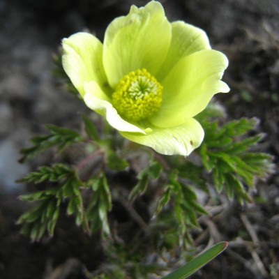 Pulsatilla alpina subsp. apiifolia, Bild 