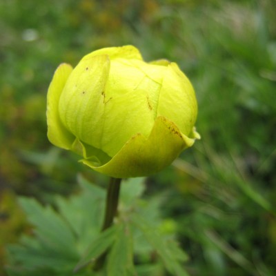 Trollius europaeus, Bild 