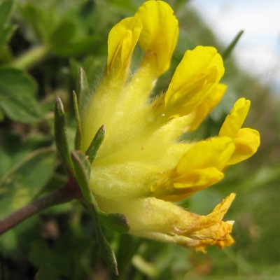 Anthyllis vulneraria, Bild 