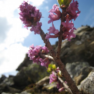 Daphne mezereum, Bild 