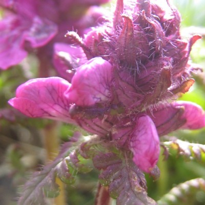 Pedicularis verticillata, Bild 