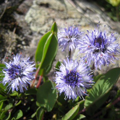 Globularia nudicaulis, Bild 