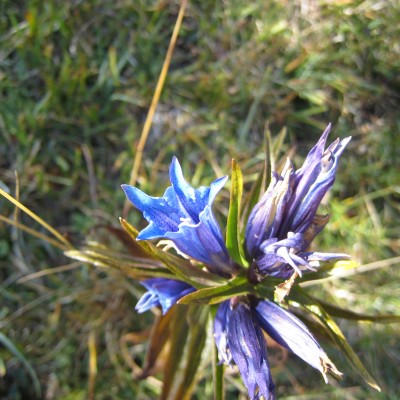 Gentiana asclepiadea, Bild 