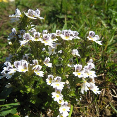 Euphrasia officinalis, Bild 