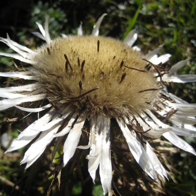 Carlina acaulis, Bild 