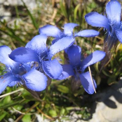 Gentianella ciliata, Bild 