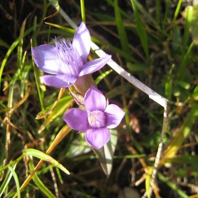 Gentianella campestris, Bild 