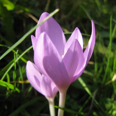 Colchicum autumnale, Bild 