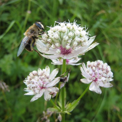 Astrantia major, Bild 