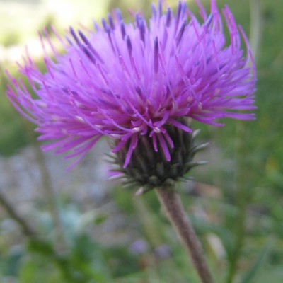 Cirsium arvense, Bild 