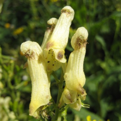 Aconitum vulparia, Bild 