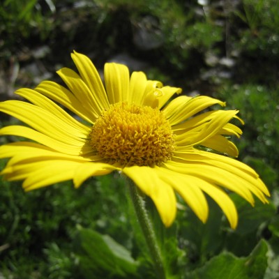 Doronicum grandiflorum, Bild 