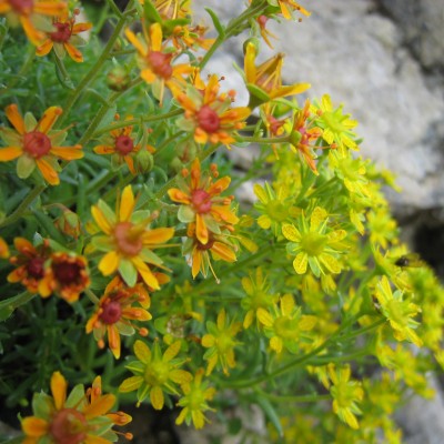 Saxifraga aizoides, Bild 