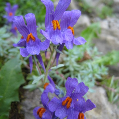 Linaria alpina concolor, Bild 