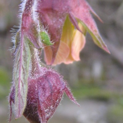 Geum rivale, Bild 