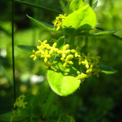 Cruciata laevipes, Bild 