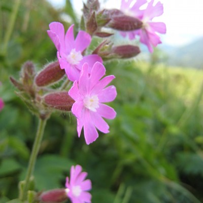 Silene dioica, Bild 