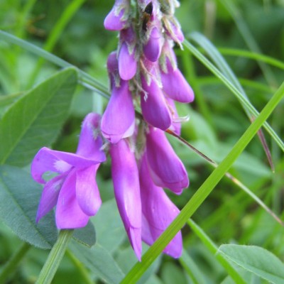 Hedysarum hedysaroides, Bild 