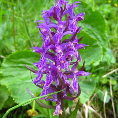 Dactylorhiza majalis, Bild 