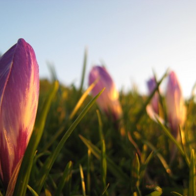 Crocus albiflorus, Bild 