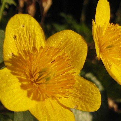 Caltha palustris, Bild 