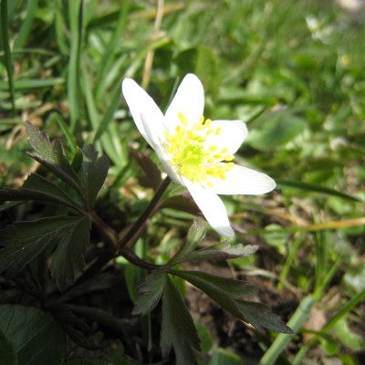 Anemone nemorosa, Bild 